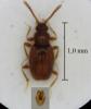 Scydmoraphes helvolus